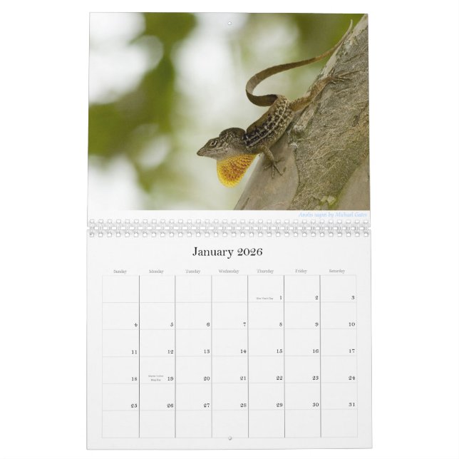Calendrier d'Anoles 2013 (Jan 2026)