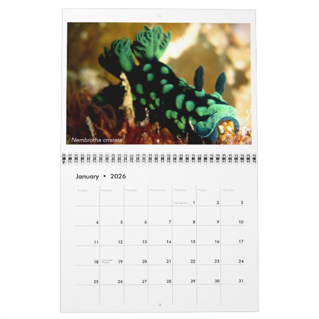 Calendrier de 12 mois avec photos de Nudibranchs (Jan 2026)