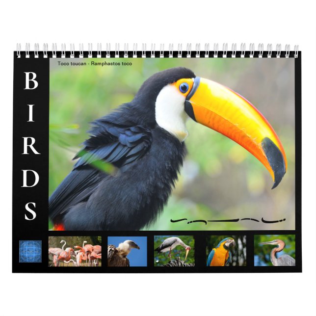 Calendrier de 12 mois de divers oiseaux (Protection)