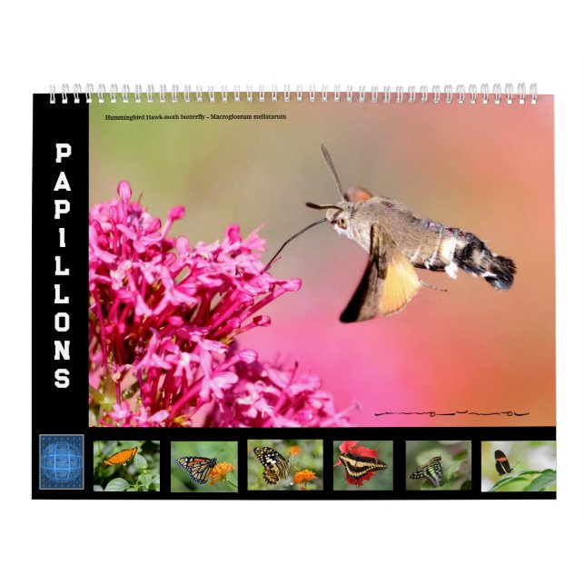 Calendrier de 12 mois divers papillons (Protection)