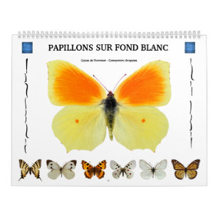 Calendrier de 12 mois divers papillons