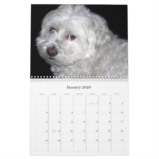 Calendrier de Bichon Frisé (Jan 2026)