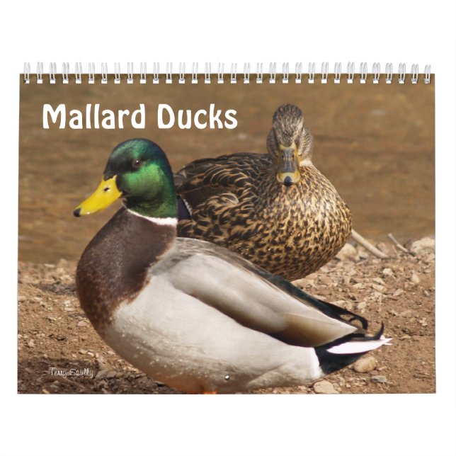 Calendrier de canards de Mallard (Protection)