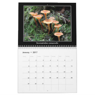 Calendrier de champignon