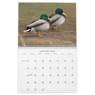 Calendrier de chasse aux canards colverts