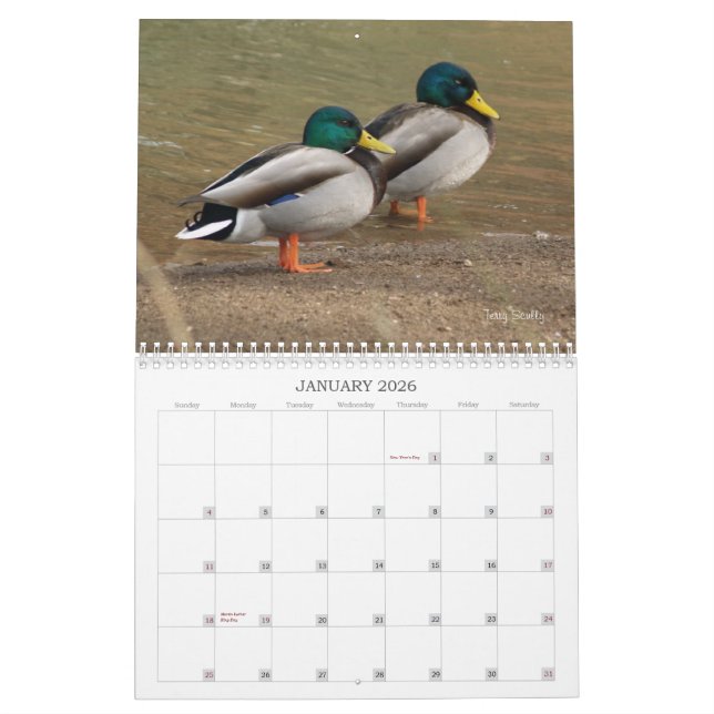Calendrier de chasse aux canards colverts (Jan 2026)
