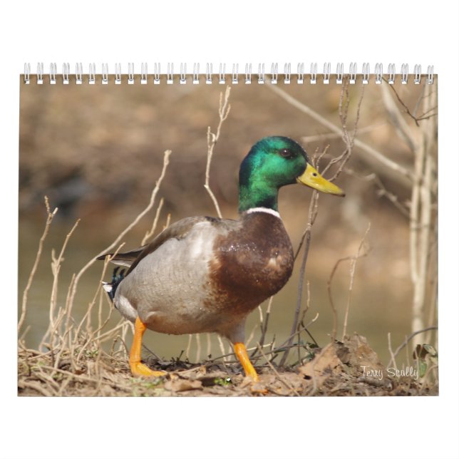 Calendrier de chasse aux canards colverts (Protection)
