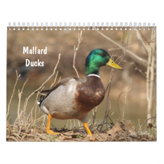Calendrier de chasse aux canards colverts