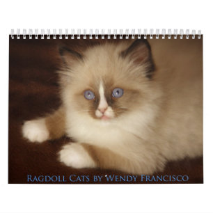 Calendrier de chat de Ragdoll