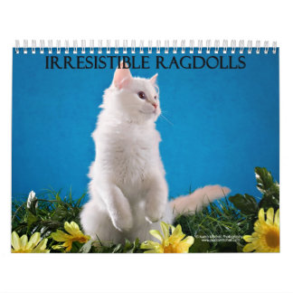 Calendrier de chat de Ragdoll