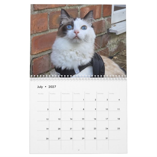 Calendrier de chat Ragdoll (Jul 2027)