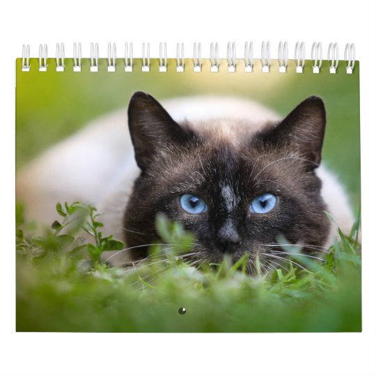 Calendrier De Chat Siamois Zazzle Fr