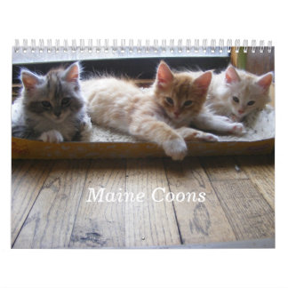 Calendrier de chaton de ragondin du Maine