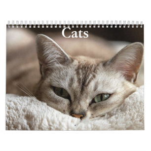 Calendrier de chats