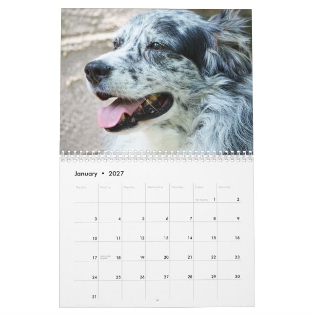 Calendrier de chien de berger de 2013 Australiens (Jan 2027)