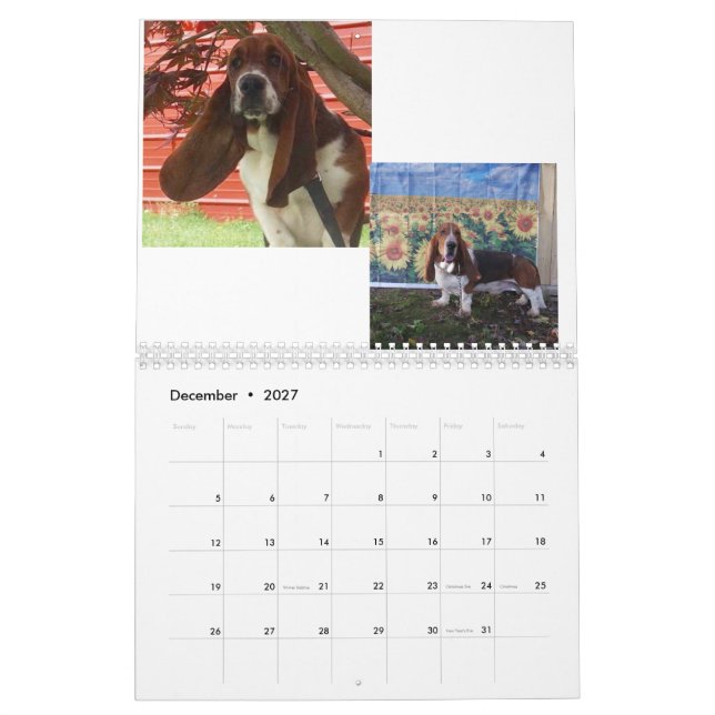 Calendrier de chiot de chien de basset (Dec 2027)