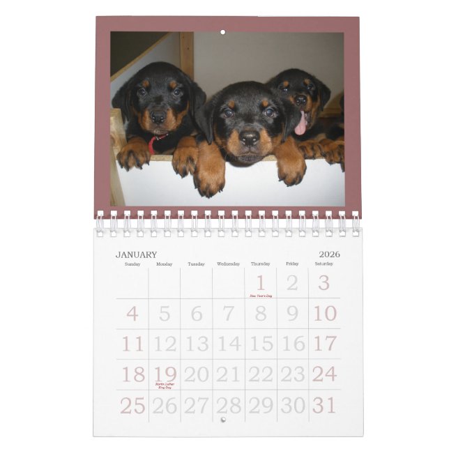 Calendrier de chiot de rottweiler (Jan 2026)