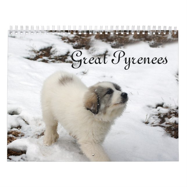 Calendrier de chiots des Pyrénées (Protection)