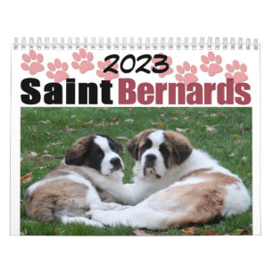 Calendrier de chiots Saint Bernard, race de chien
