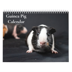 Calendrier de cochons d'Inde 2027