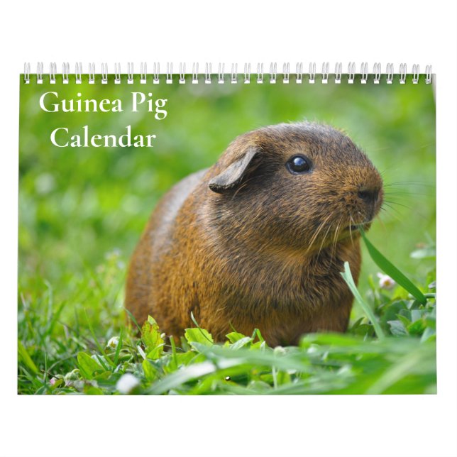 Calendrier de cochons d'Inde 2027 (Protection)