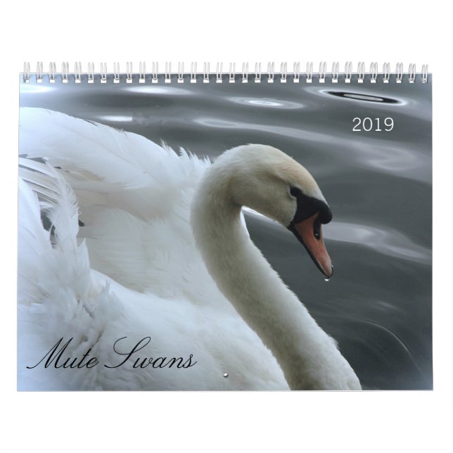 Calendrier de cygnes et de jeunes cygnes (Protection)
