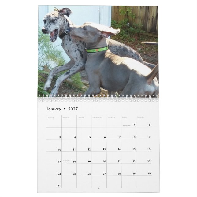 Calendrier de great dane "détendant autour de la (Jan 2027)