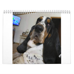 Calendrier de Hound Basset