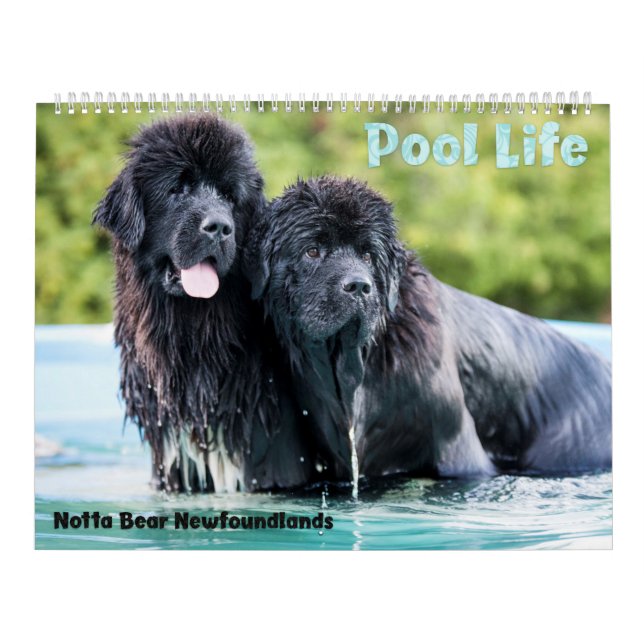 Calendrier de la piscine des Terre-Neuve Notta Bea (Protection)