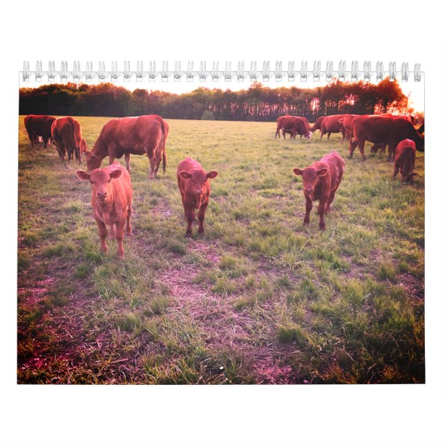 Calendrier de la vache (Protection)