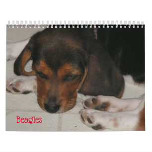 Calendrier de l'amour Beagle
