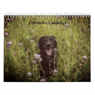 Calendrier de l'année personnalisée du Labrador