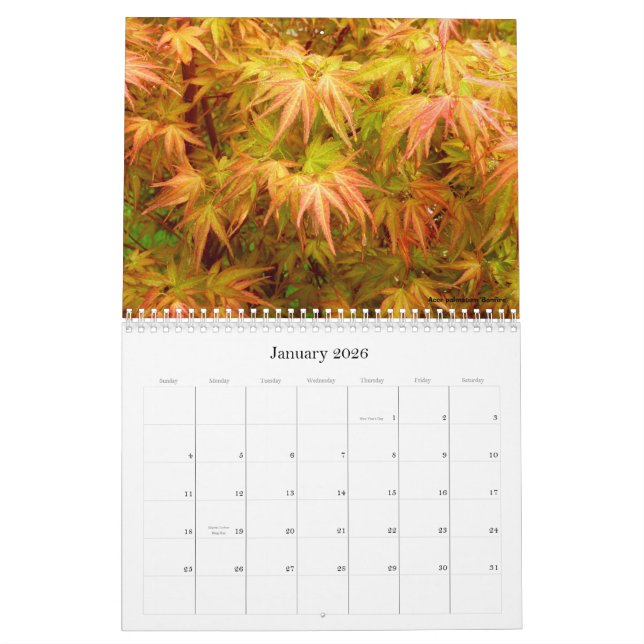 Calendrier de l'érable japonais (Jan 2026)