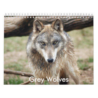 Calendrier de loups gris, loups gris