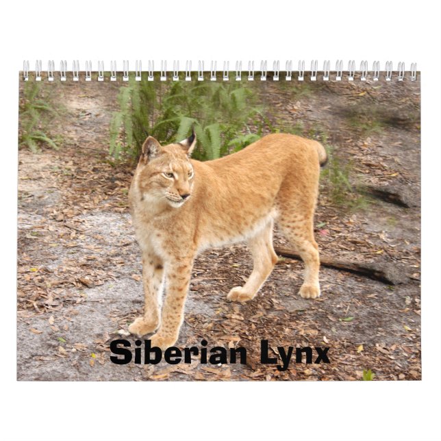 Calendrier de Lynx de Sibérien, Sibérien Lynx (Protection)