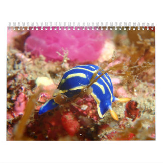 Calendrier de Nudibranch