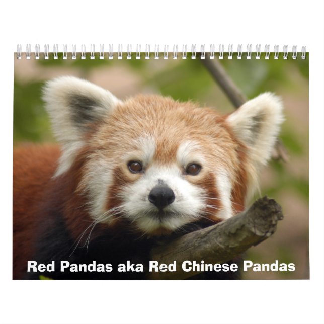 Calendrier de pandas rouges (Protection)