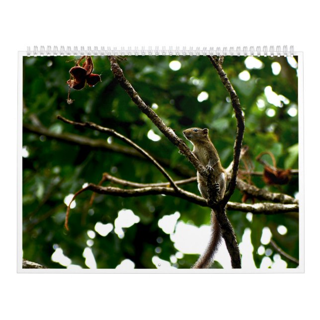 Calendrier de photographie faunique 2027 (Protection)