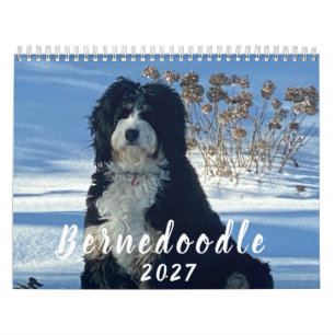 Calendrier de photos Bernedoodle 2026