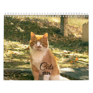 Calendrier de Photos de Chatons Animaux Mignons et