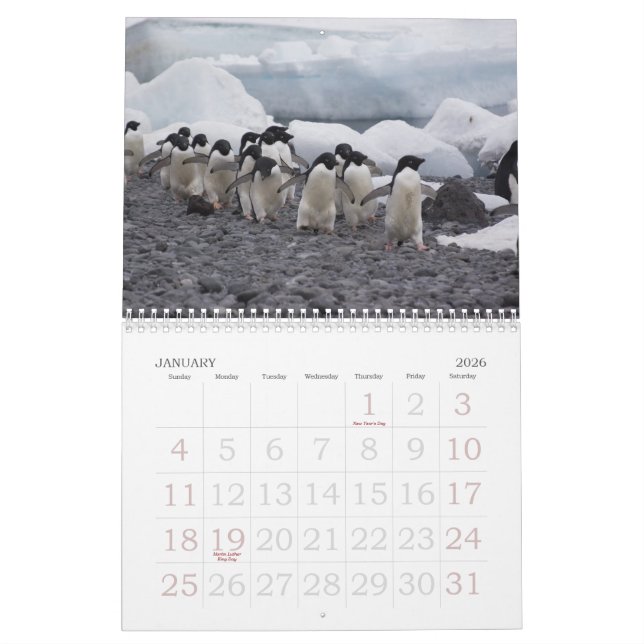 Calendrier de pingouins de l'Antarctique (Jan 2026)