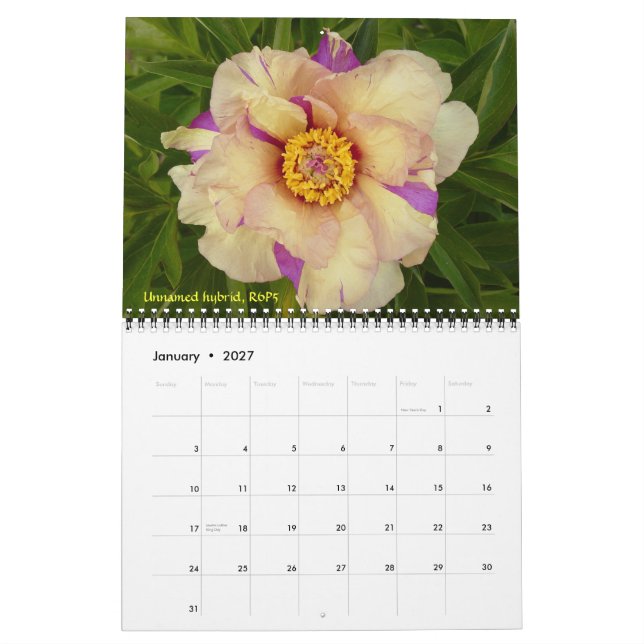 Calendrier de pivoines intersectionnelles 2009 - C (Jan 2027)