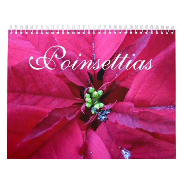 Calendrier de poinsettias (Protection)