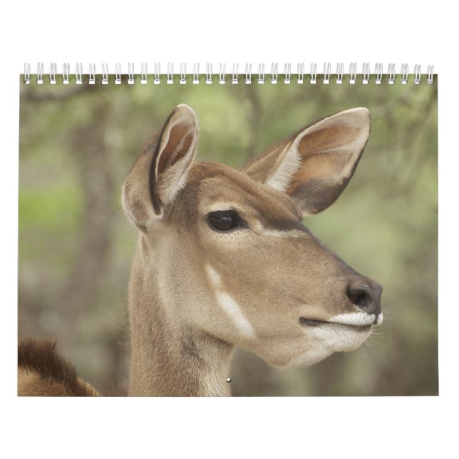 Calendrier de portrait de nature et d'animaux pour (Protection)