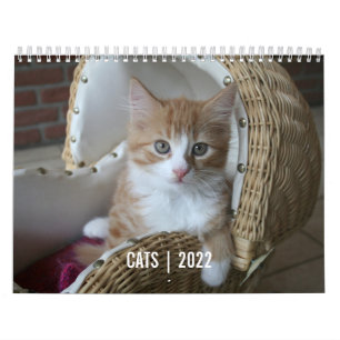 Calendrier de vie de chat