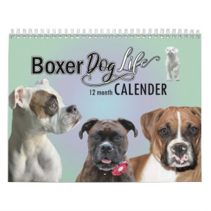 Calendrier de vie des chiens de boxe de 12 mois