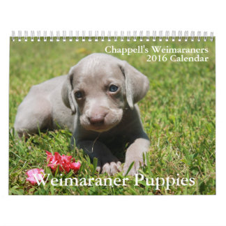 Calendrier de Weimaraner