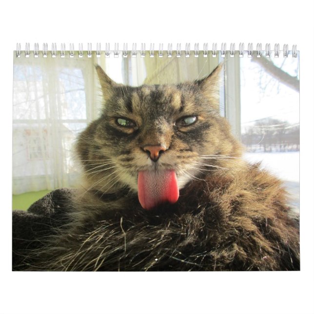Calendrier des chats de Maine Coon Kitty (Protection)