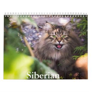 Calendrier des chats de Sibérie