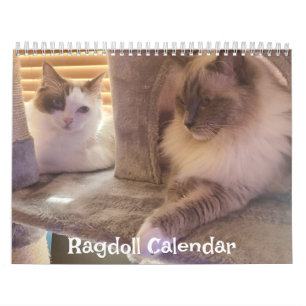 Calendrier des chats Ragdoll